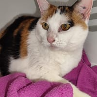 Maya, chatte à adopter