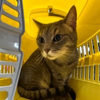 SIMBA, chat à adopter