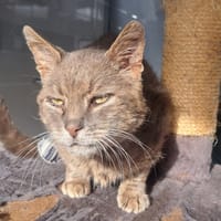 MACBETH, chat à adopter