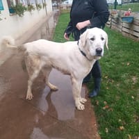 PATOUNE PAA23092, chien à adopter