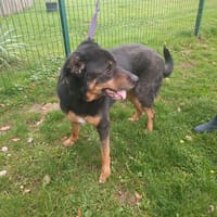 MILO PAA23090, chien à adopter