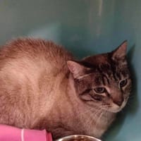 SMARTIES, chat à adopter