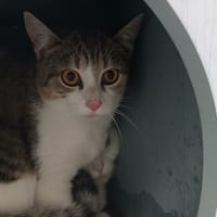 MIO, chatte à adopter