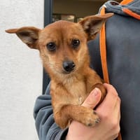 ISIS, chienne à adopter