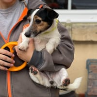 BERNI, chienne à adopter