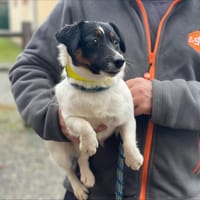 JADE, chienne à adopter