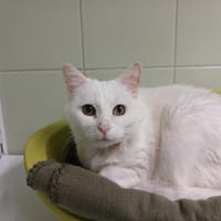 CHOUKETTE, chatte à adopter