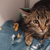 THEO, chat à adopter