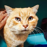 ROCKS, chat à adopter