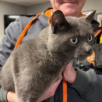 LOTO, chat à adopter