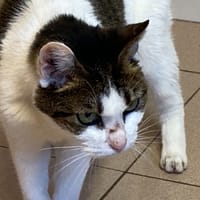 CANELLE, chatte à adopter