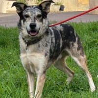 SIRIUS, chien à adopter