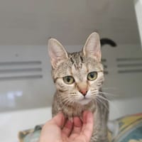 Sunly, chatte à adopter