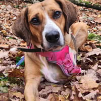 WINTER, chienne à adopter