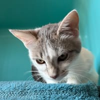 make up, chatte à adopter