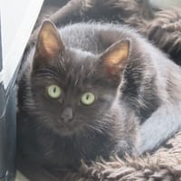 Anémone, chatte à adopter