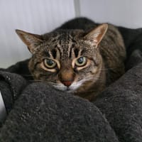 Quetta, chatte à adopter