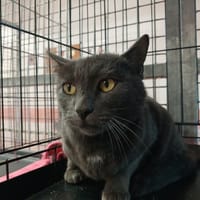 ENZO, chat à adopter