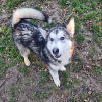 ANATOLE, chien à adopter