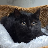 PROFESSEUR RONRON, chat à adopter
