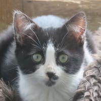 Alys, chatte à adopter