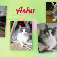 Aska, chatte à adopter