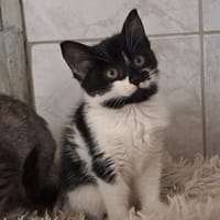 TOUCALIN, chatte à adopter