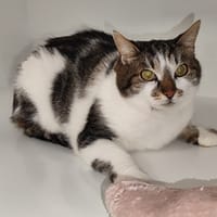 LILY, chatte à adopter