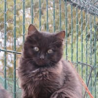 Atomic(reservé), chat à adopter