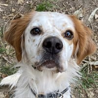 ALBERT, chien à adopter