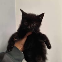 BANCO, chat à adopter