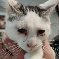 skittles, chatte à adopter