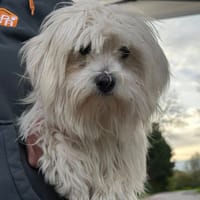 RUBY, chienne à adopter