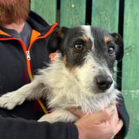 TITO, chien à adopter