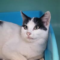 APRIL, chatte à adopter