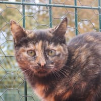 Austine, chatte à adopter
