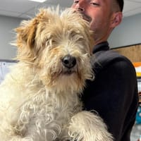 FOXY, chienne à adopter