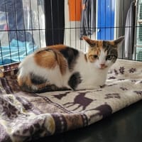Iris, chatte à adopter