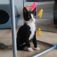 ATLAS (réservé), chat à adopter