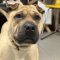 AYSKO, chien à adopter