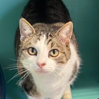 Charmant, chat à adopter