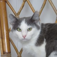 Martin, chat à adopter