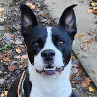 COBALT, chien à adopter