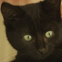 Mocca, chatte à adopter