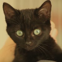 LATTE, chatte à adopter