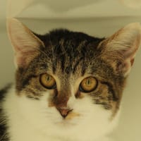 Tortilla, chatte à adopter