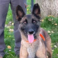 NAYA, chienne à adopter