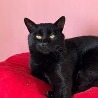 Witcher, chat à adopter