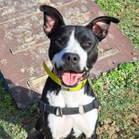 KOUKA, chienne à adopter