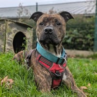 TAYSON QCN, chien à adopter